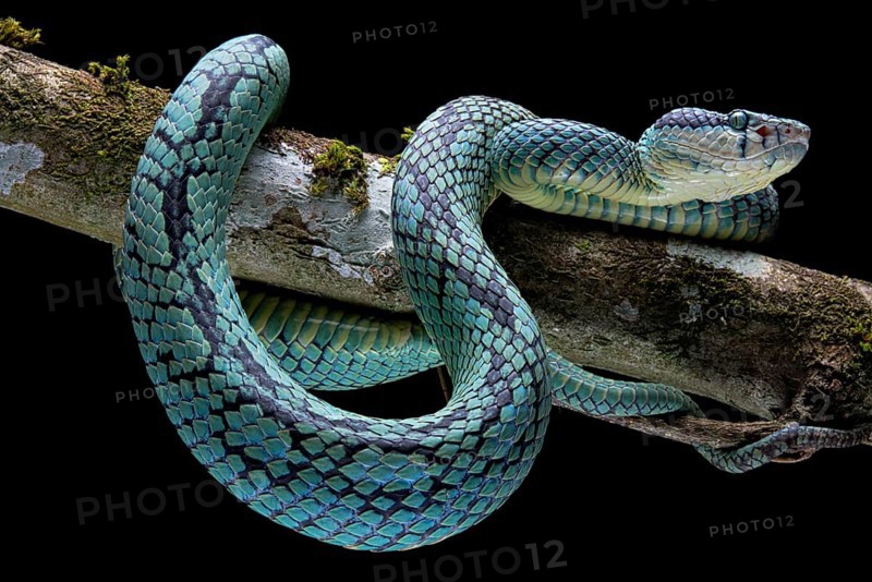 Sri Lanka Pit Viper (Trimeresurus trigonocephalus) Sri Lanka