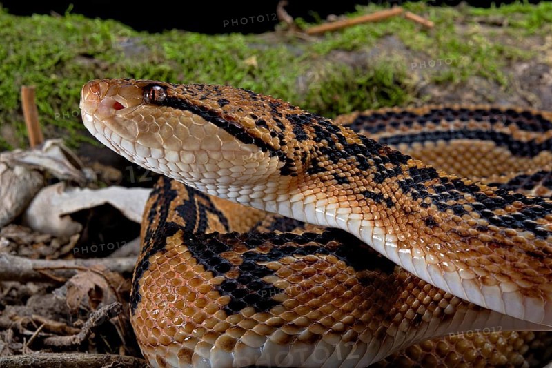 Bushmaster (Lachesis muta) French Guyana
