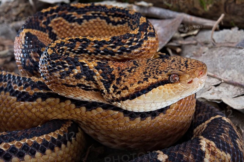 Bushmaster (Lachesis muta) French Guyana