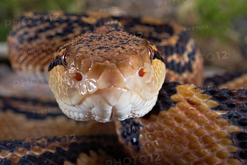 Bushmaster (Lachesis muta) French Guyana