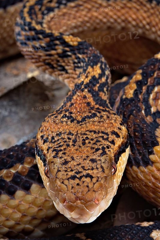 Bushmaster (Lachesis muta) French Guyana