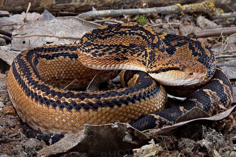 Bushmaster (Lachesis muta) French Guyana