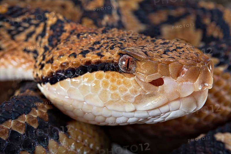 Bushmaster (Lachesis muta) French Guyana