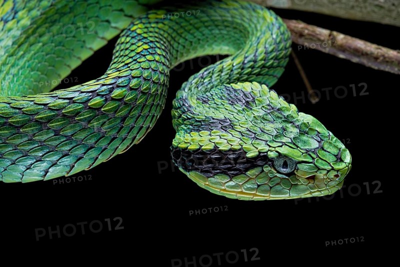 Guatemalan palm viper (Bothriechis aurifer) Guatemala
