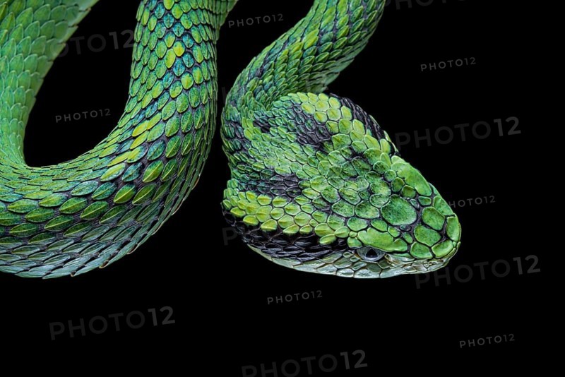 Guatemalan palm viper (Bothriechis aurifer) Guatemala
