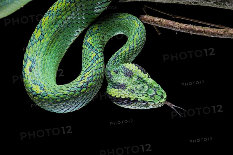 Guatemalan palm viper (Bothriechis aurifer) Guatemala