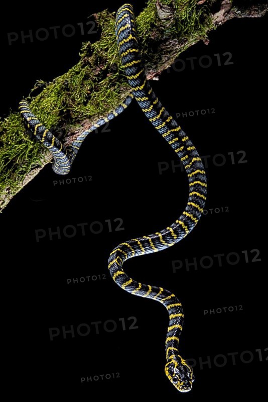 Mangrove Cat snake (Boiga dendrophila divergens) Philippines