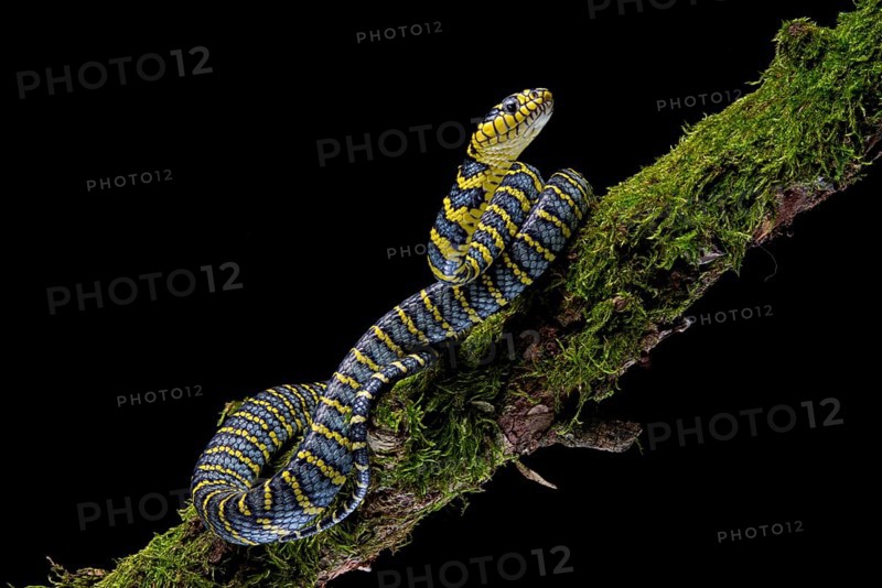 Mangrove Cat snake (Boiga dendrophila divergens) Philippines