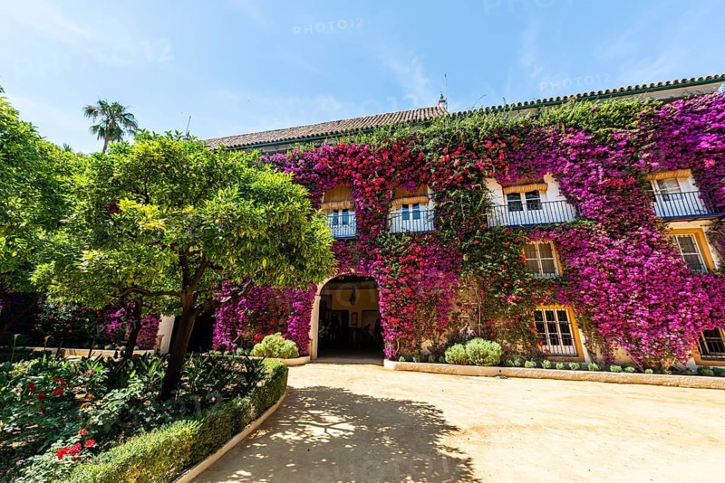 Exterior facade with bougainvillea