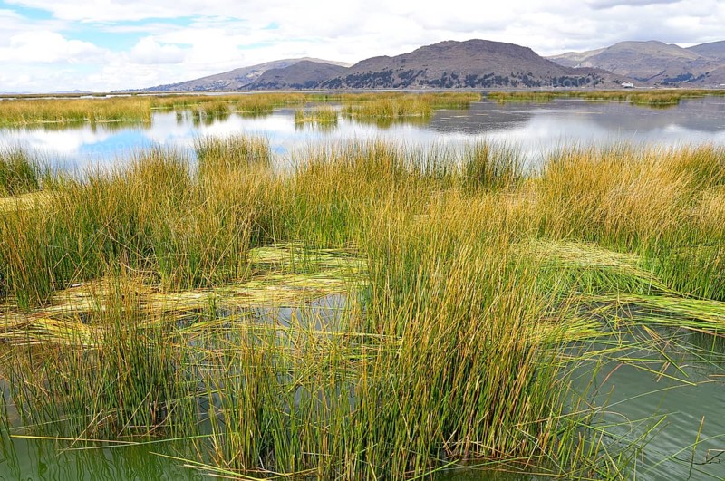 Reed growth in the lake