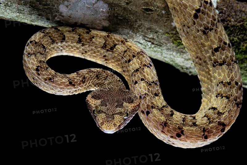 Fan Si Pan Horned Pit Viper (Protobothrops cornutus) Vietnam