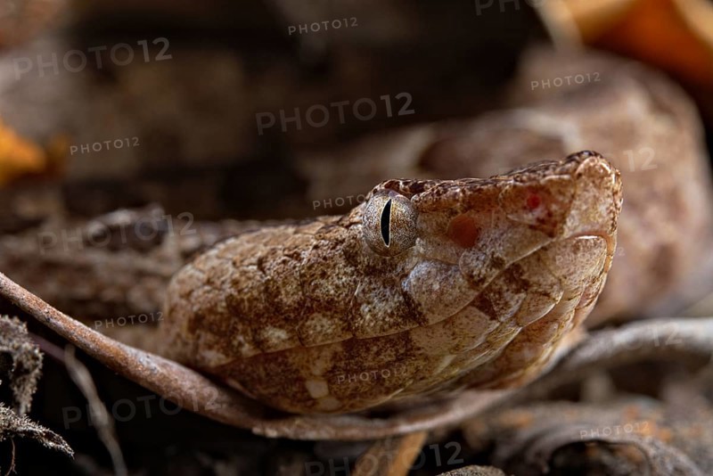 Sri Lankan hump-nosed viper (Hypnale nepa) Nepal