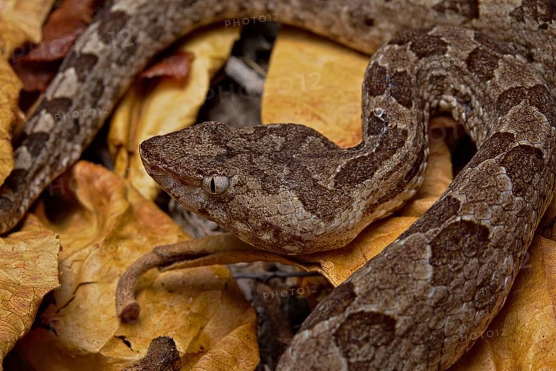 Sri Lankan hump-nosed viper (Hypnale nepa) Nepal