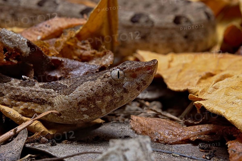 Sri Lankan hump-nosed viper (Hypnale nepa) Nepal