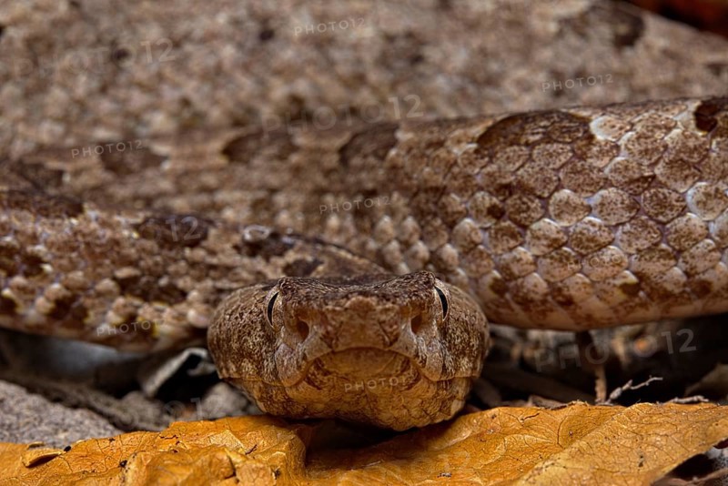 Sri Lankan hump-nosed viper (Hypnale nepa) Nepal