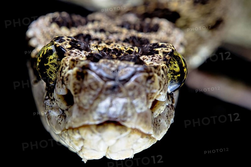Speckled Forest-Pitviper (Bothrops taeniatus) Ecuador