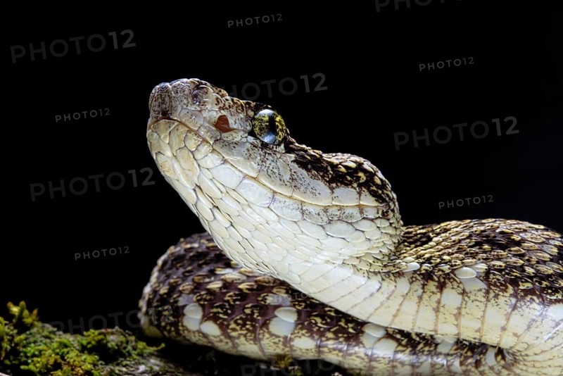 Speckled Forest-Pitviper (Bothrops taeniatus) Ecuador