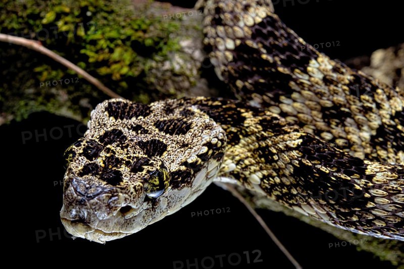 Speckled Forest-Pitviper (Bothrops taeniatus) Ecuador