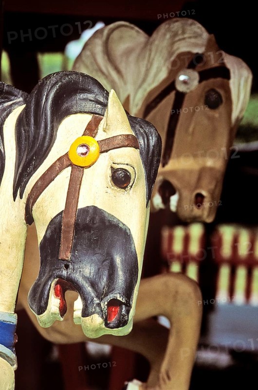 A horse