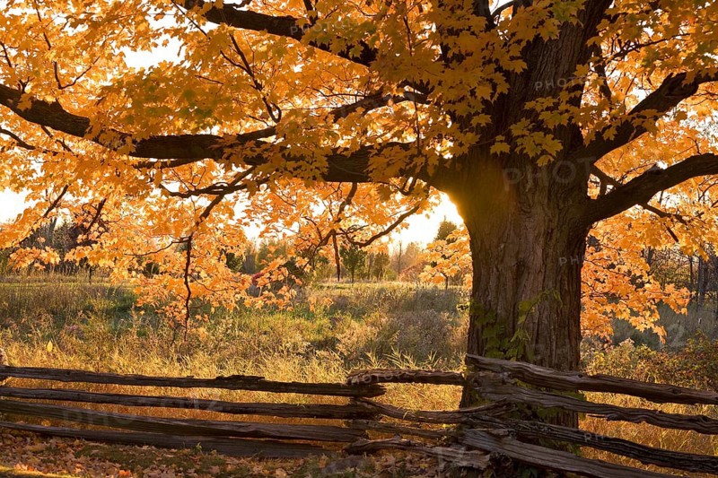 Sugar Maple (Acer saccharum)