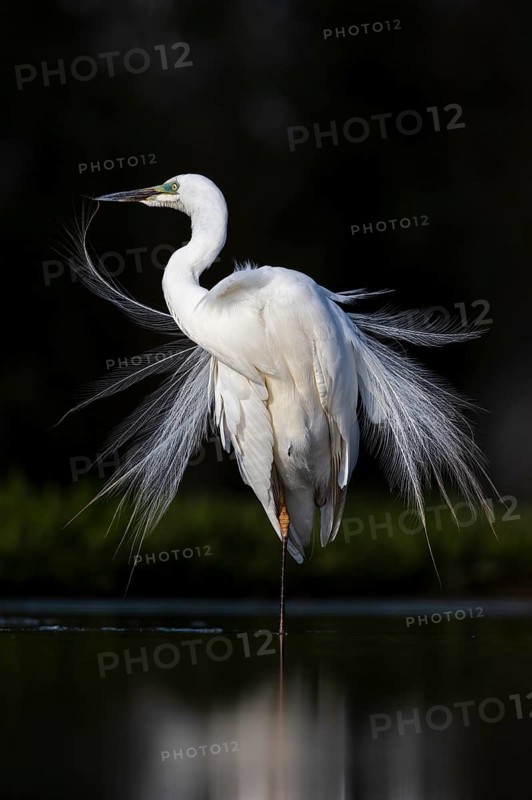 Great egret (Ardea alba) in splendid plumage