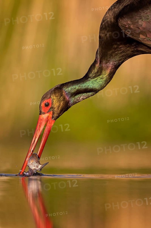 Black stork (Ciconia nigra) fishing