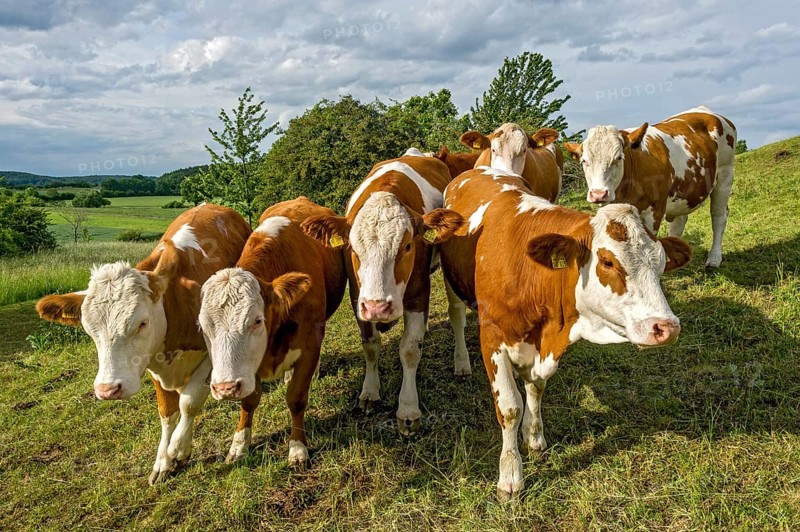 Female domestic cattle (Bos taurus) without horn
