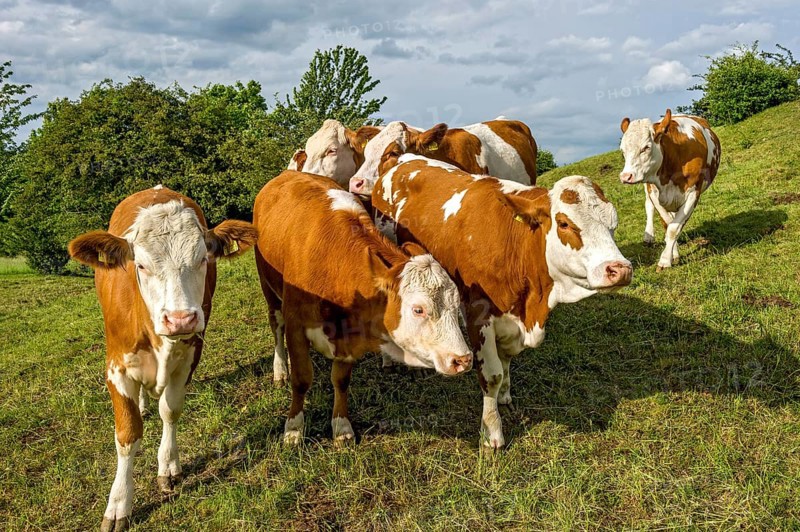 Female domestic cattle (Bos taurus) without horn