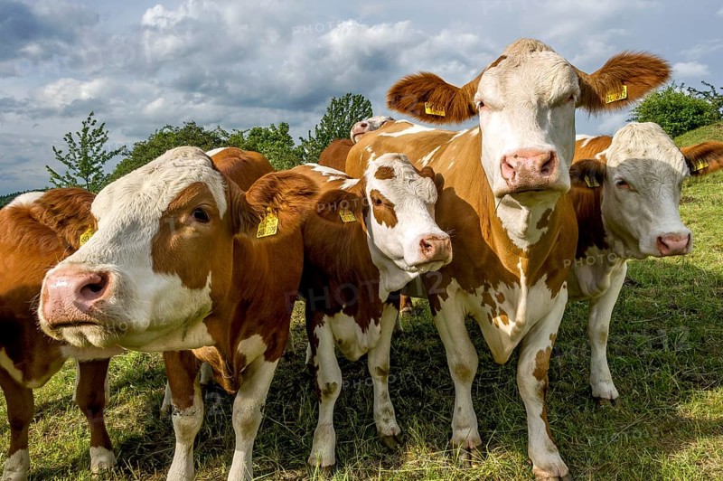 Female domestic cattle (Bos taurus) without horn