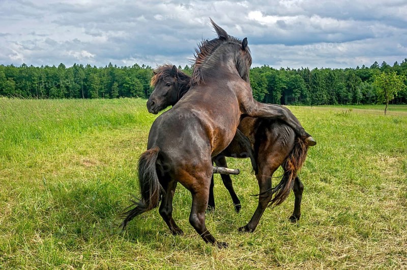 Horses
