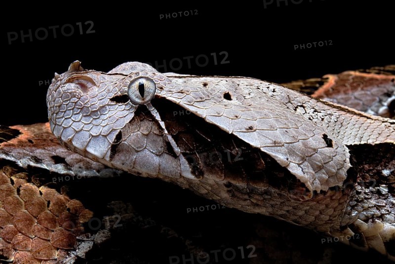 Gaboon viper (Bitis gabonica) Cameroun