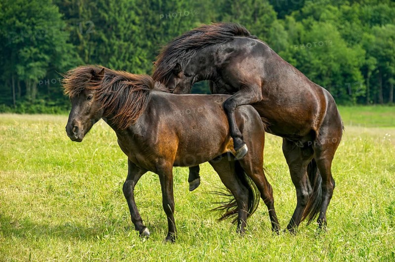 Horses