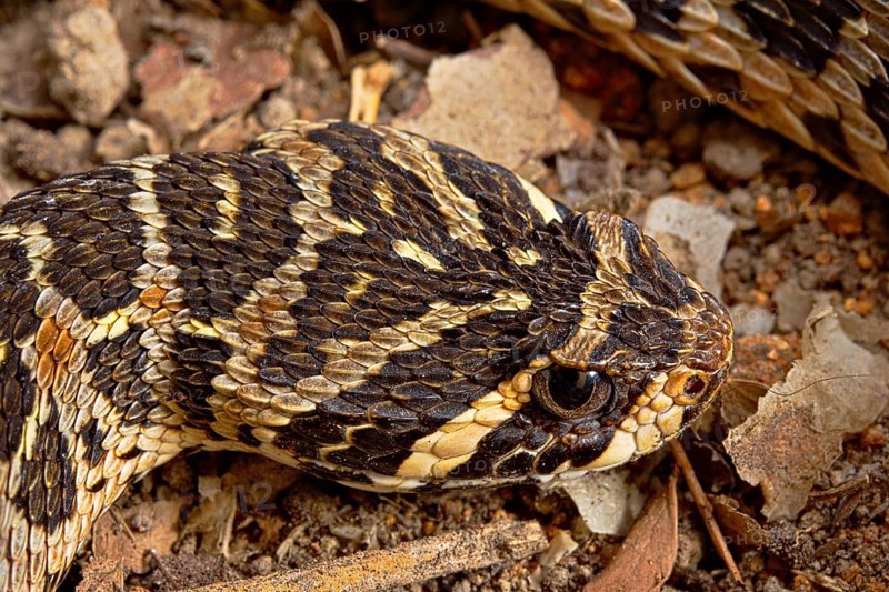 Swamp Viper (Proatheris superciliaris) Malawi