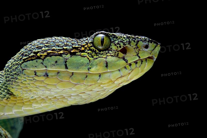 Forest Pit Viper (Bothriopsis bilineata) french guyana