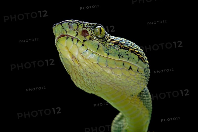 Forest Pit Viper (Bothriopsis bilineata) french guyana