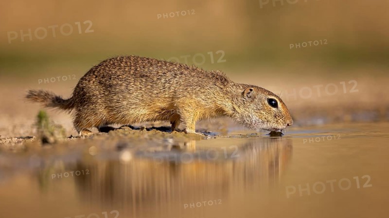 European gopher (Spermophilus citellus) drinking