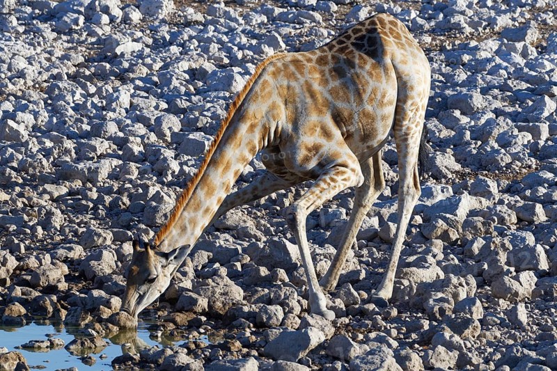 Namibian giraffe (Giraffa camelopardalis angolensis)