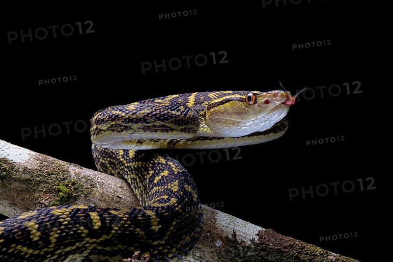 Habu (Protobothrops flavoviridis) Okinawa