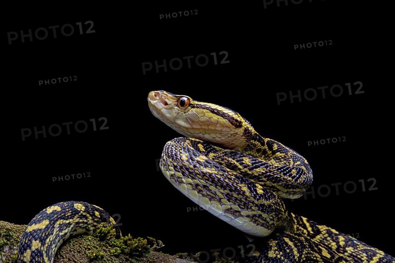 Habu (Protobothrops flavoviridis) Okinawa