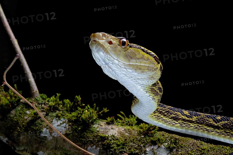 Habu (Protobothrops flavoviridis) Okinawa