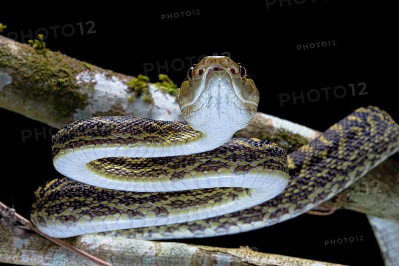 Habu (Protobothrops flavoviridis) Okinawa
