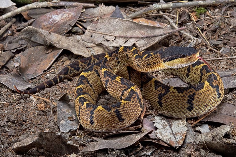 Black headed bushmaster (Lachesis melanocephala) Costa Rica