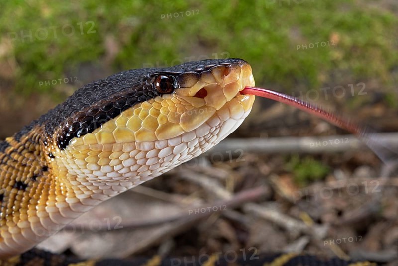 Black headed bushmaster (Lachesis melanocephala) Costa Rica