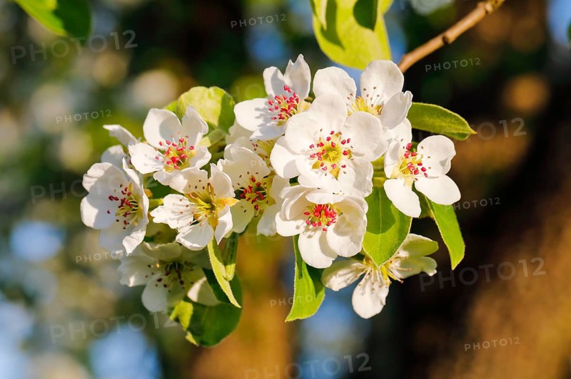 Close up of pear tree blossoms in spring