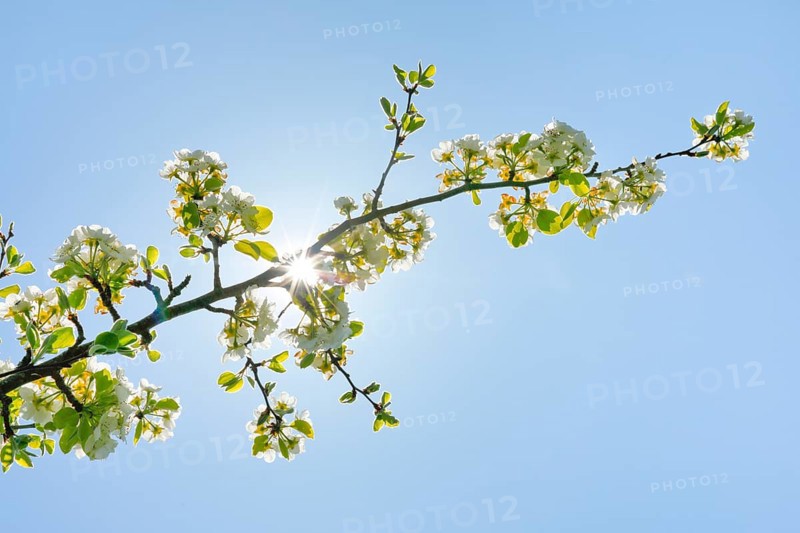 Close up of pear tree blossoms in spring