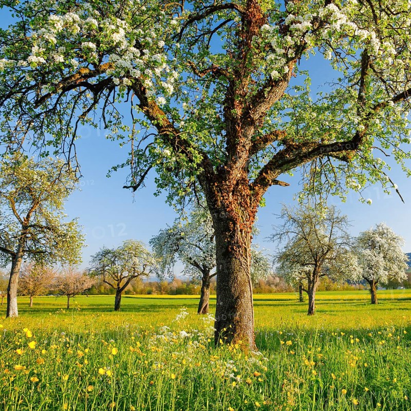 Flowering pear trees in spring at evening light