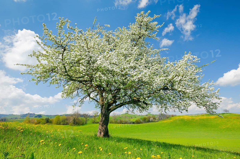 Solitary tree