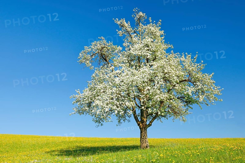 Solitary tree