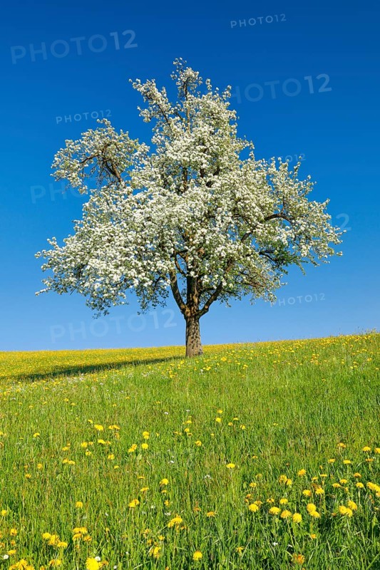 Solitary tree