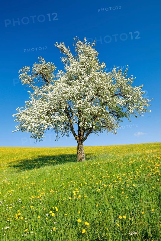 Solitary tree